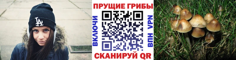 Галлюциногенные грибы Psilocybe  Уфа 